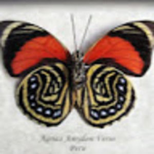 Meet your Posher, Vay